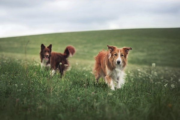 Two dogs running a field