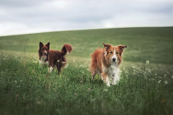 image-dogboarding Two dogs running a field