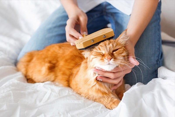 Orange tabby cat getting brushed