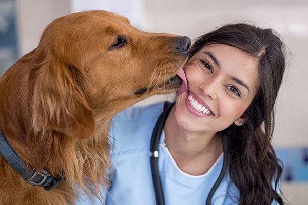 Vet getting kisses from an Irish Setter