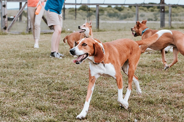 Remington - Dogs Playing at Daycare