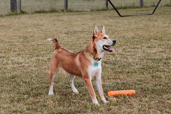 Remington - Dog Playing