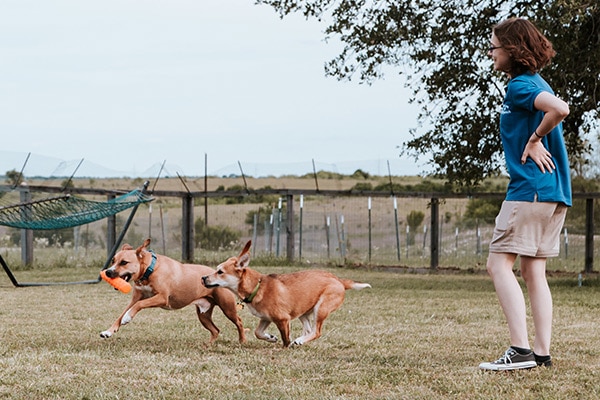 Remington - Dogs Playing