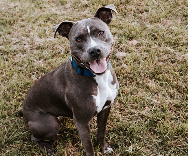 image-dogdaycare-austin-tx Remington - Happy Dog