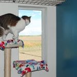 cat boarding facility Austin perch