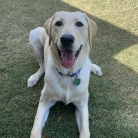 Duke yellow lab dog boarding Austin