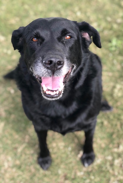 Austin dog boarding for labs