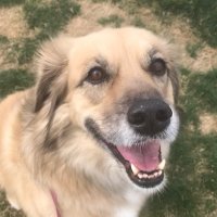 Sadie at Austin dog boarding facility