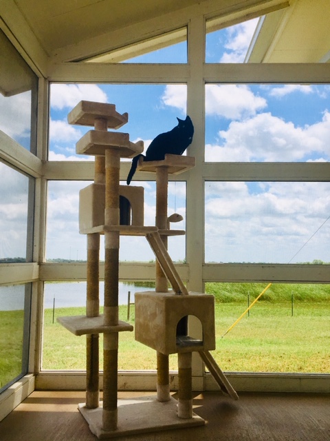 cat boarding in Texas with spectacular view