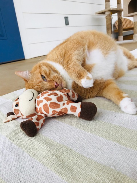 Cat Relaxing at Remington Pet Ranch