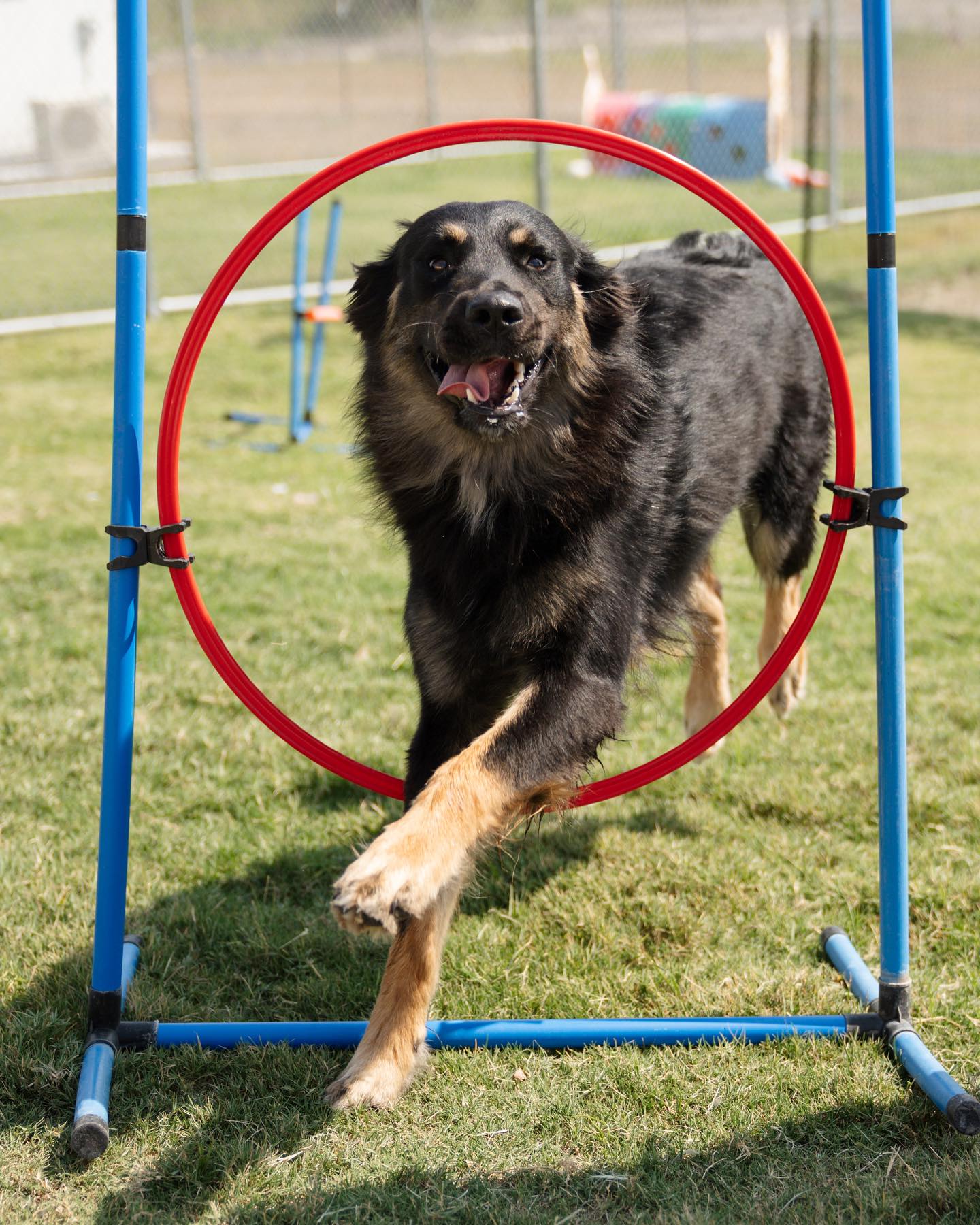 Remington Pet Ranch Dog Training